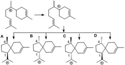 Acorane sesquiterpenes from the deep-sea derived Penicillium bilaiae fungus with anti-neuroinflammatory effects